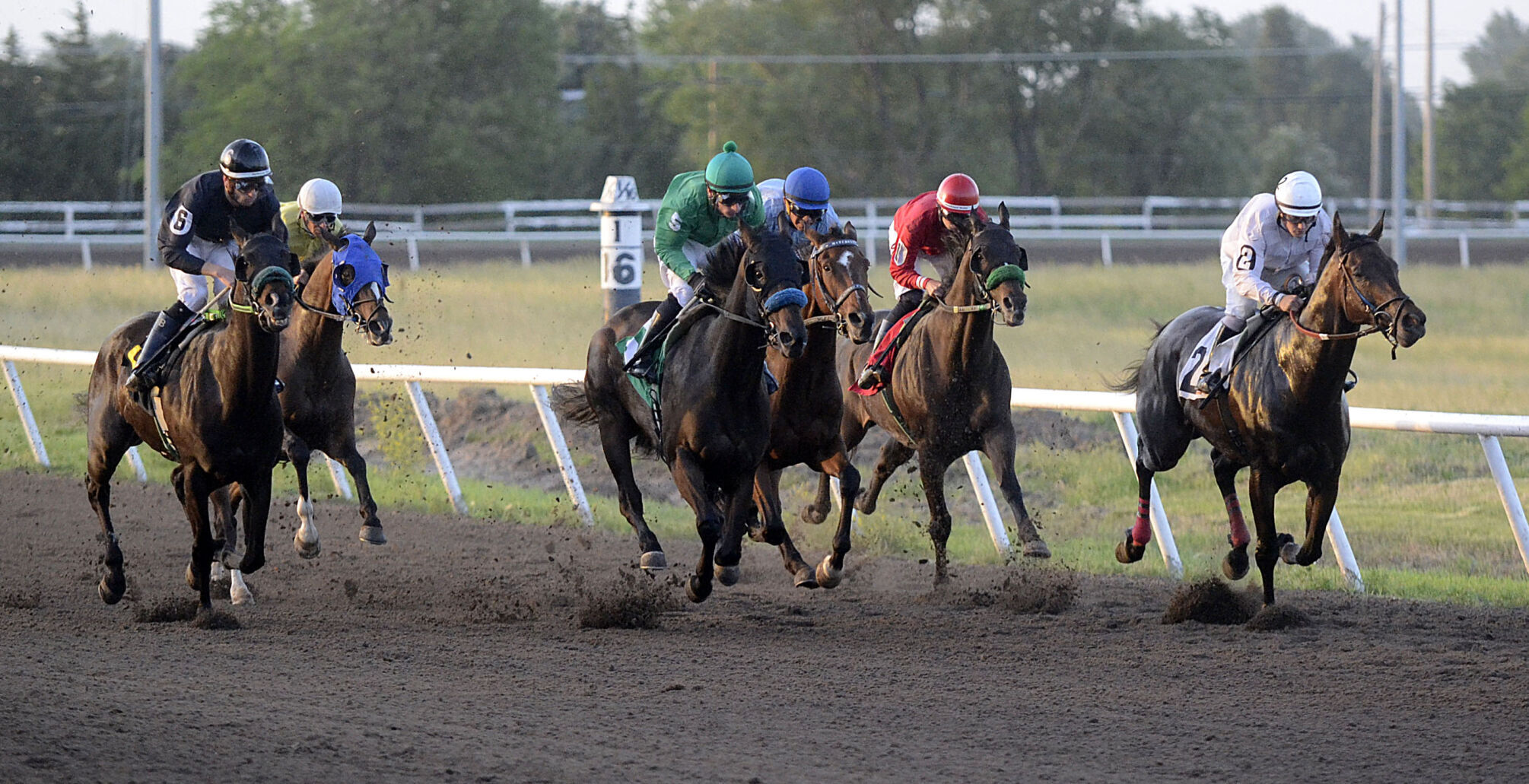 horses